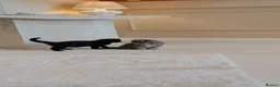 Siberian cats for sale: 🐾 Stunning Purebred Siberian Kittens–Ready Now 🐾 in Coventry - Advert 2