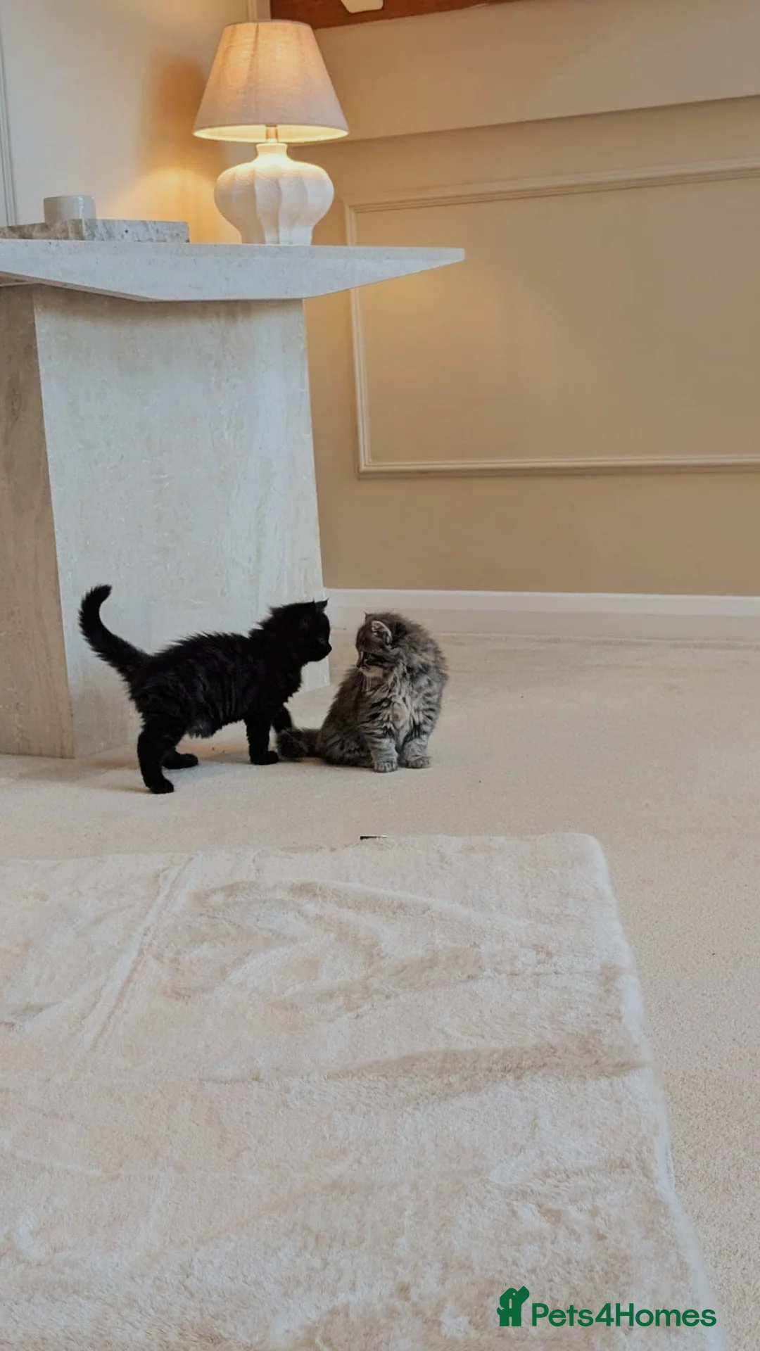 Siberian cats for sale: 🐾 Stunning Purebred Siberian Kittens–Ready Now 🐾 in Coventry - Advert 2