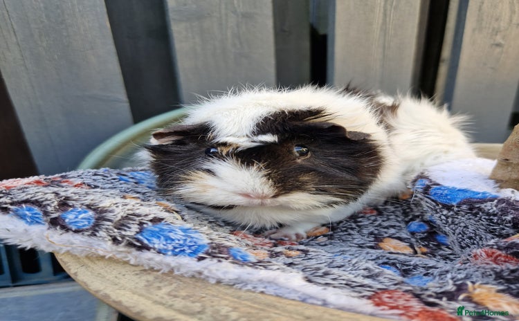 Guinea Pig rodents - Advert 12