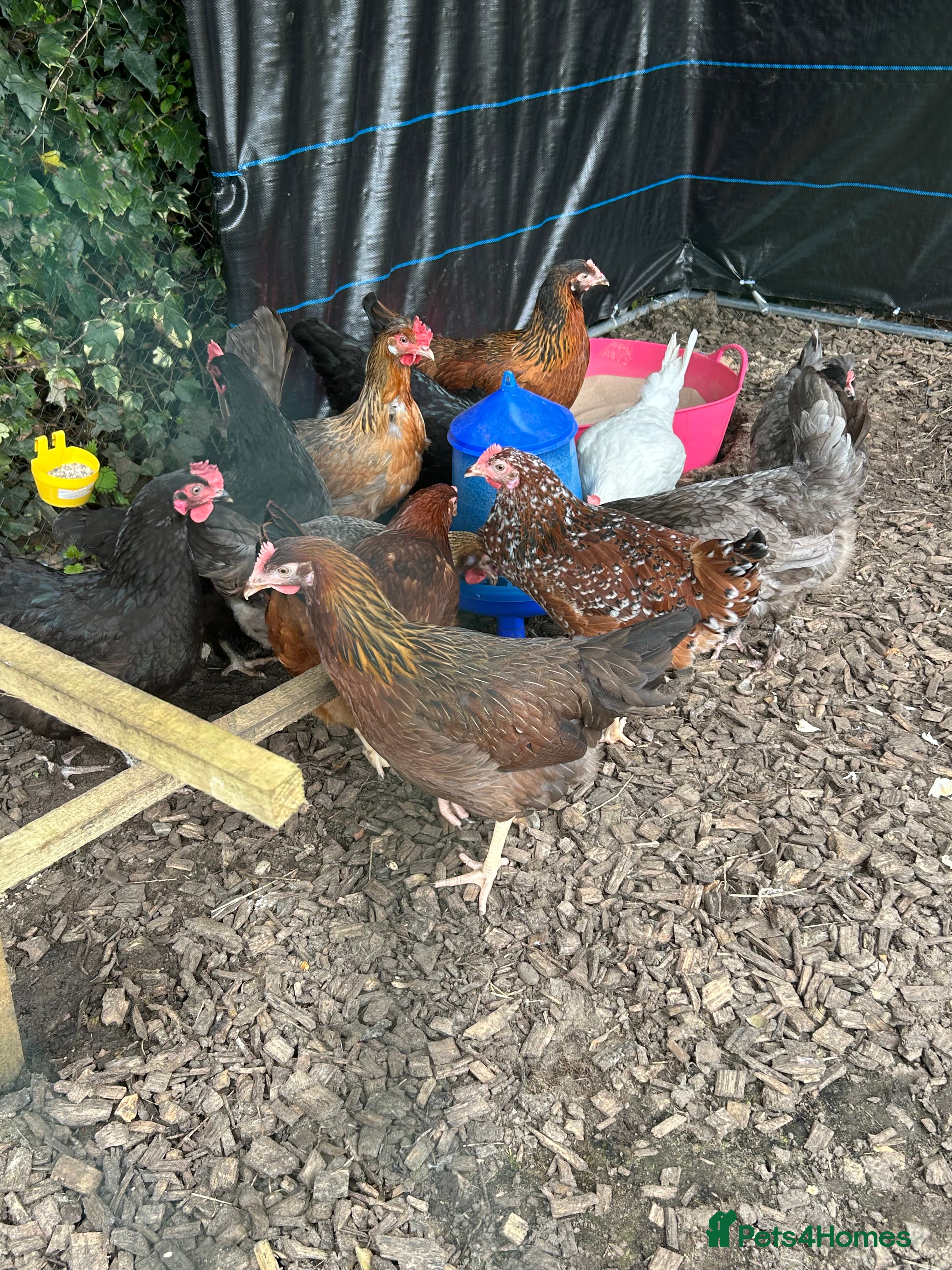 Hens poultry 3 point of lay hybrids and 5 female growers  - Advert 1