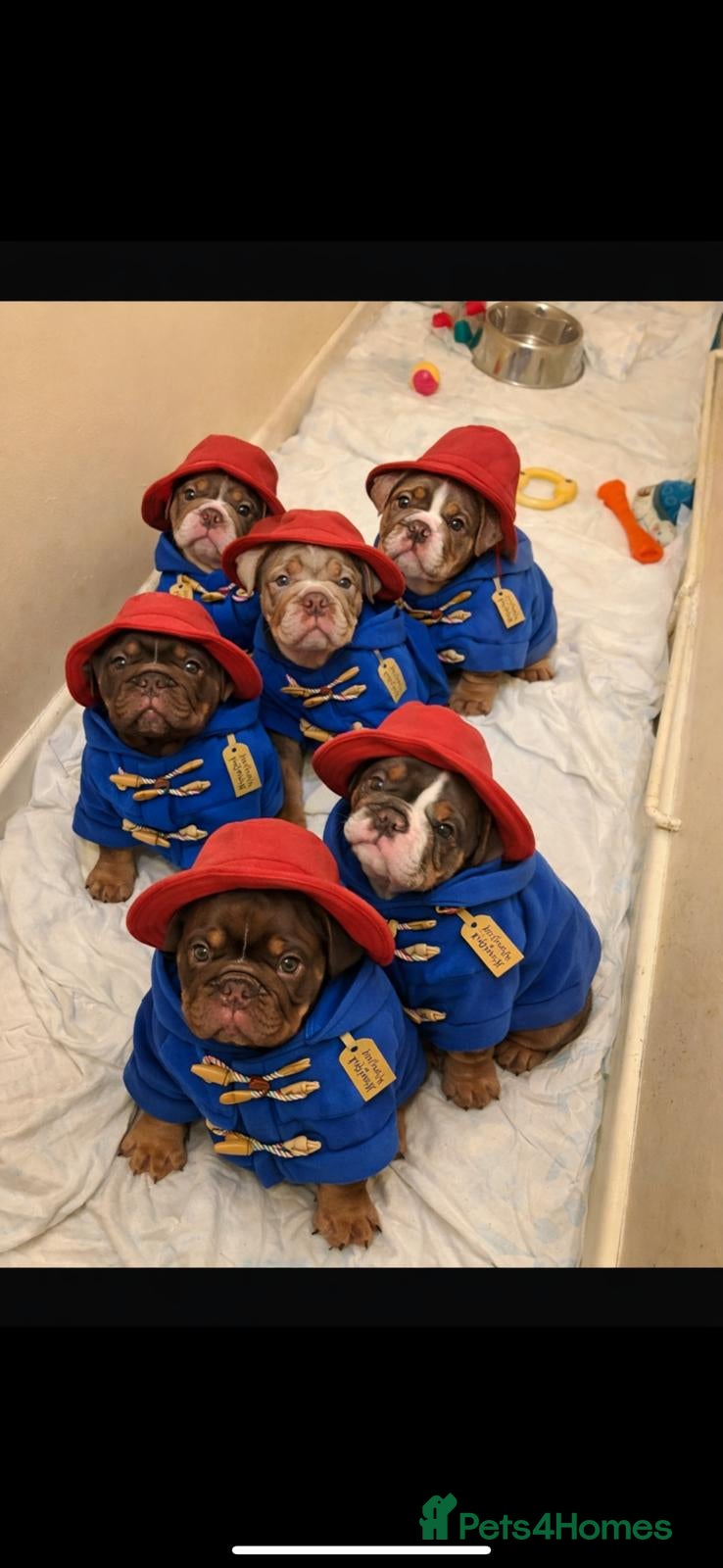 English Bulldog dogs Bulldog Puppies Champion bloodlines - Advert 5