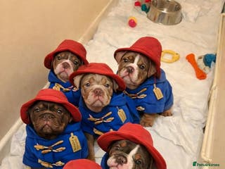 English Bulldog dogs Bulldog Puppies Champion bloodlines - Advert 5