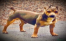Jack Russell dogs for sale: 5 Beautiful miniature Short legged Jack Russell’s  - Image 13