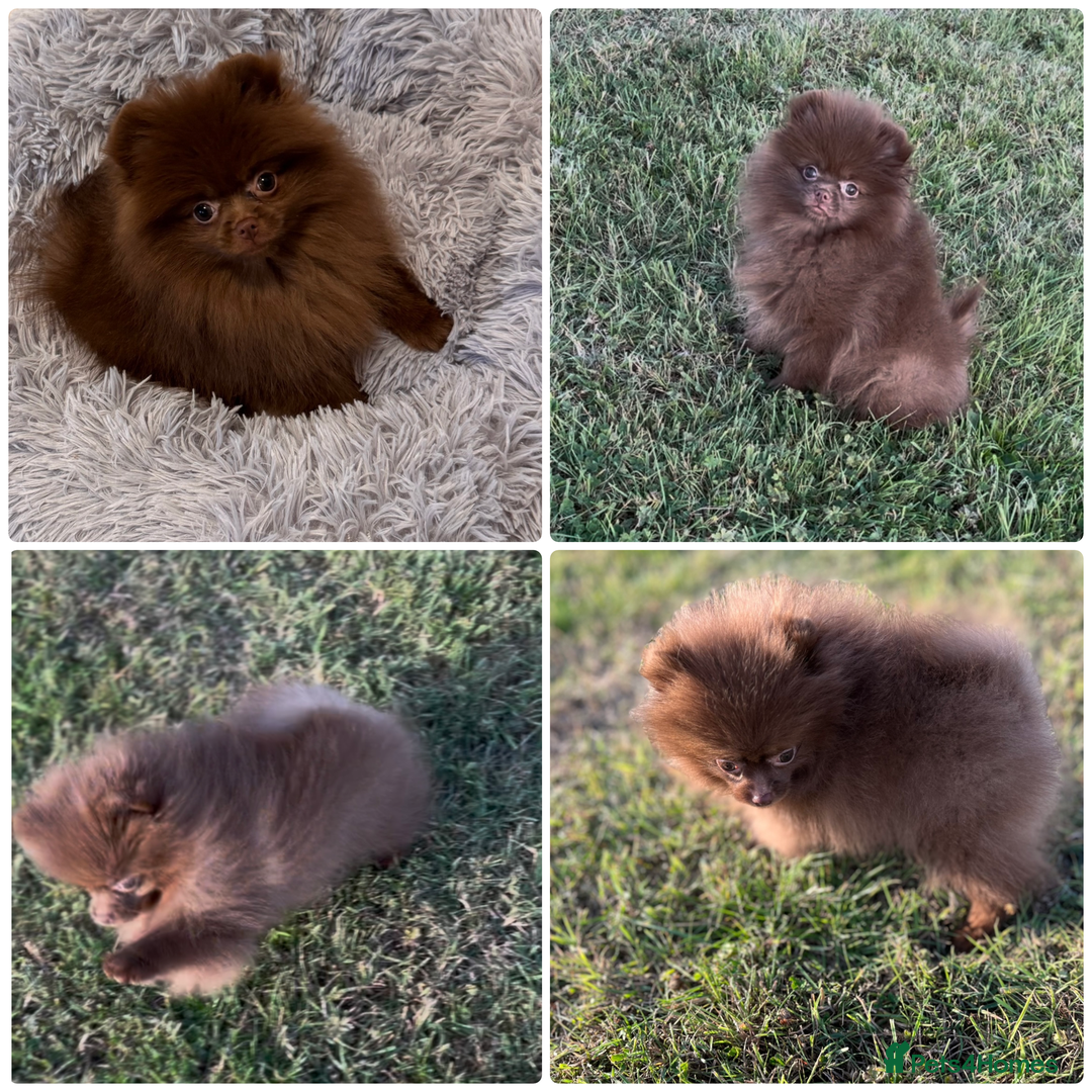 Pomeranian dogs for sale: Kc registered Pomeranian puppies - Image 4