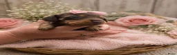 Miniature Dachshund dogs for sale: 6 absolutely stunning Dachshund puppies  - Advert 5