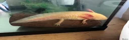 Axolotl reptiles for sale: Complete setup including 2 axolotyl  in Huddersfield - Advert 1