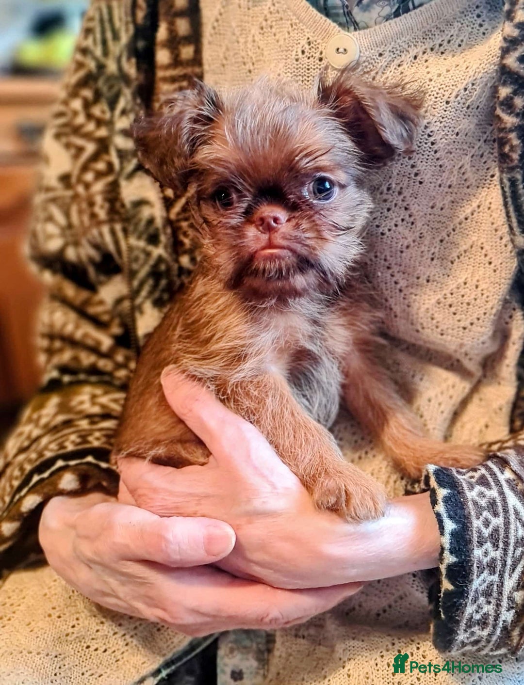 Griffon Bruxellois dogs for sale: One Beautiful Girl - Advert 7