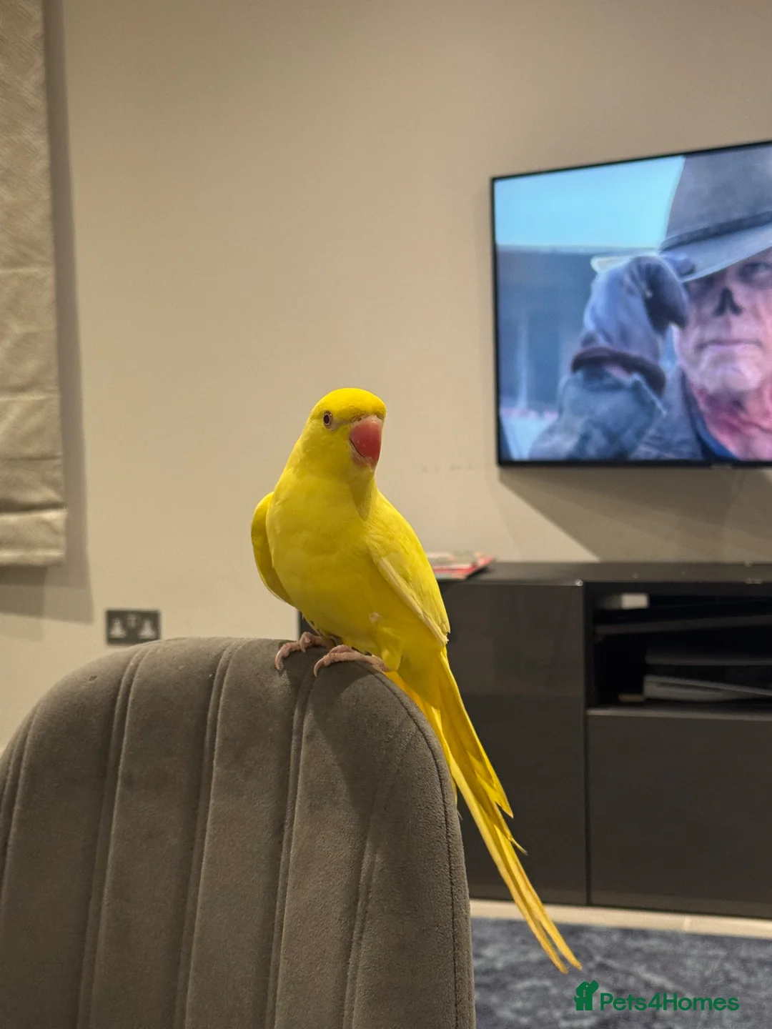 Ringnecks birds for sale: Lutino Semi Tame Indian Ringneck in Stanmore - Advert 1