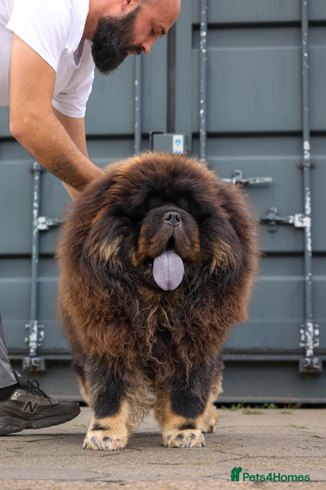 Chow Chow dogs for stud: MR TYSON 🇨🇳 AVAILABLE IN 🇬🇧  - Advert 1