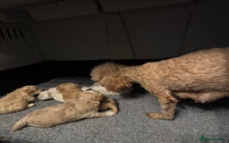 Maltipoo dogs for sale: Red/Apricot female maltipoo puppy  - Image 2