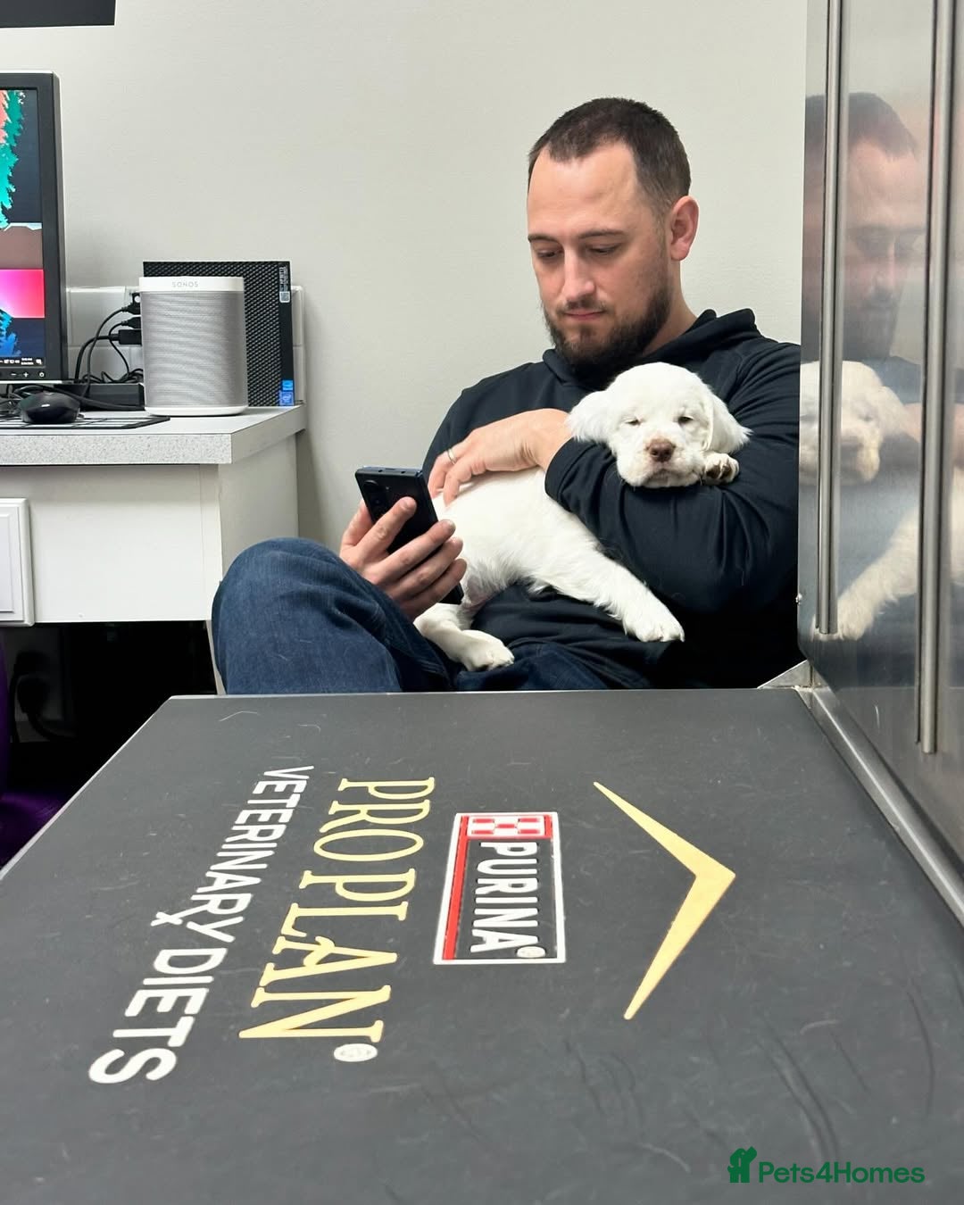 Clumber Spaniel dogs for sale: Clumber Spaniel Puppies for Sale - Advert 3