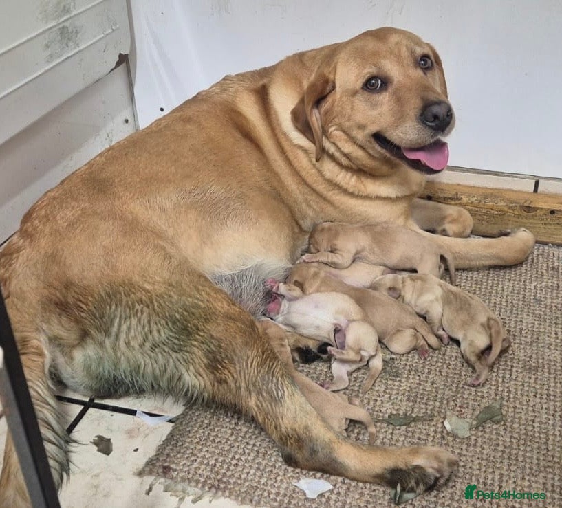Labrador Retriever dogs Very Chunky Labradors Ready Now  - Advert 2