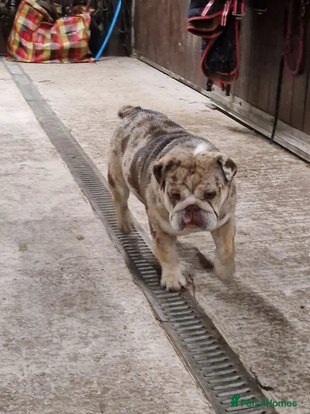 English Bulldog dogs for stud: Chocolate and tan merle For Stud  in London - Advert 5
