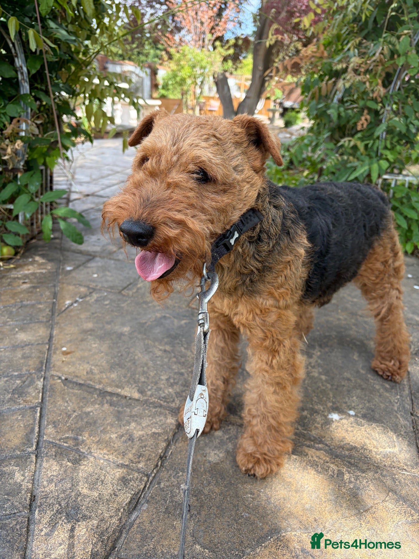 Welsh Terrier dogs KC Welsh Terrier Stud Dog - Advert 3