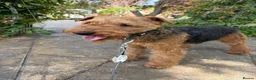 Welsh Terrier dogs for stud: KC Welsh Terrier Stud Dog - Advert 1