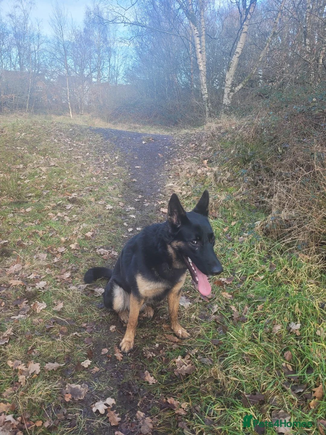 Belgian Shepherd Dog dogs for stud: German shepherd x Belgium malinois in Manchester - Advert 4