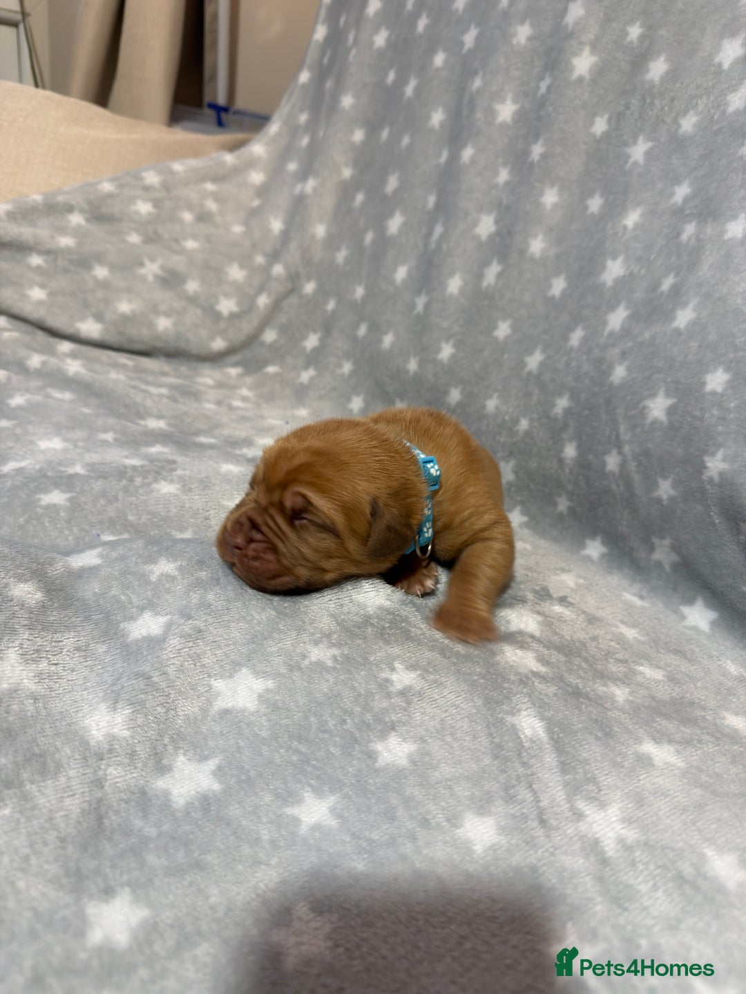 Dogue De Bordeaux dogs for sale: Beautiful Dogue De Bordeaux Puppies - Advert 26