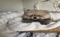 Pomeranian dogs for sale: Pomeranian  - Image 5