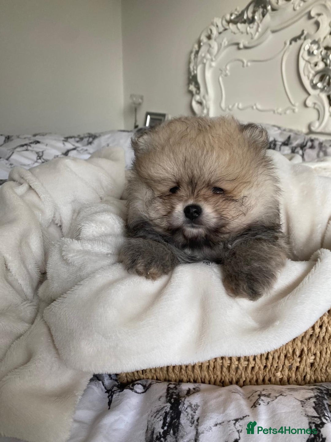 Pomeranian dogs for sale: Pomeranian  - Image 5