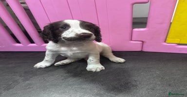 English Springer Spaniel dogs - Advert 6