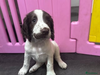 English Springer Spaniel dogs - Advert 25