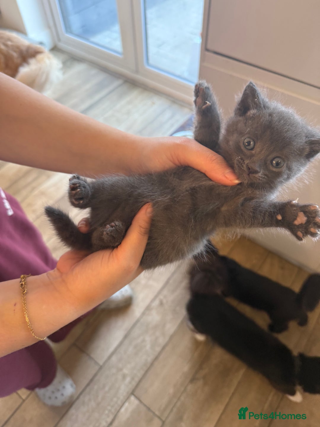 Mixed Breed cats for sale: Gorgeous litter of 5 kittens  - Advert 4