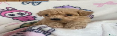 Poochon 5