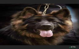 German Shepherd dogs for stud: HEALTH TESTED KC REG LONGCOAT-PROVEN STUD - Image 1