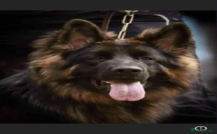 German Shepherd dogs - Advert 2