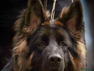 German Shepherd dogs - Advert 5