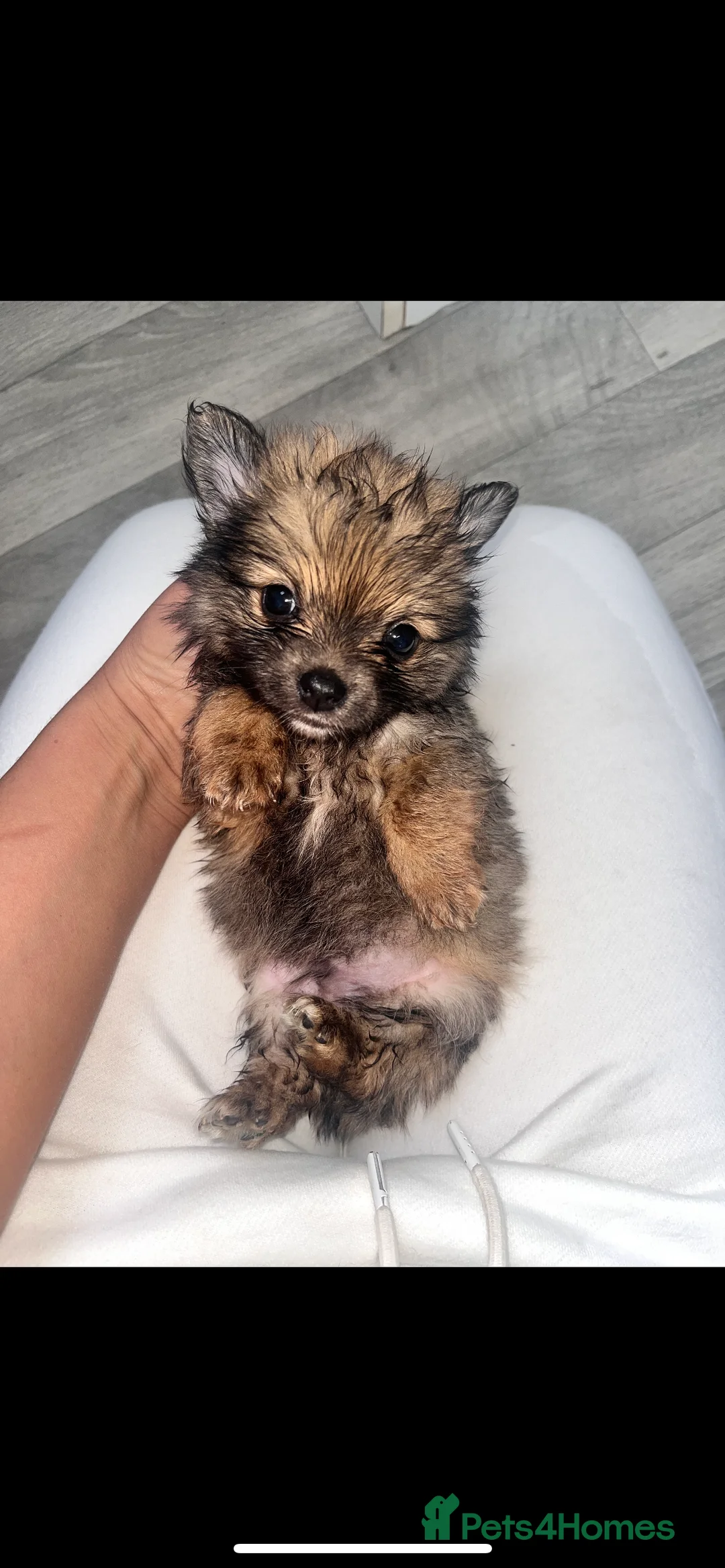 Pomeranian dogs for sale: Pomeranian - Advert 5