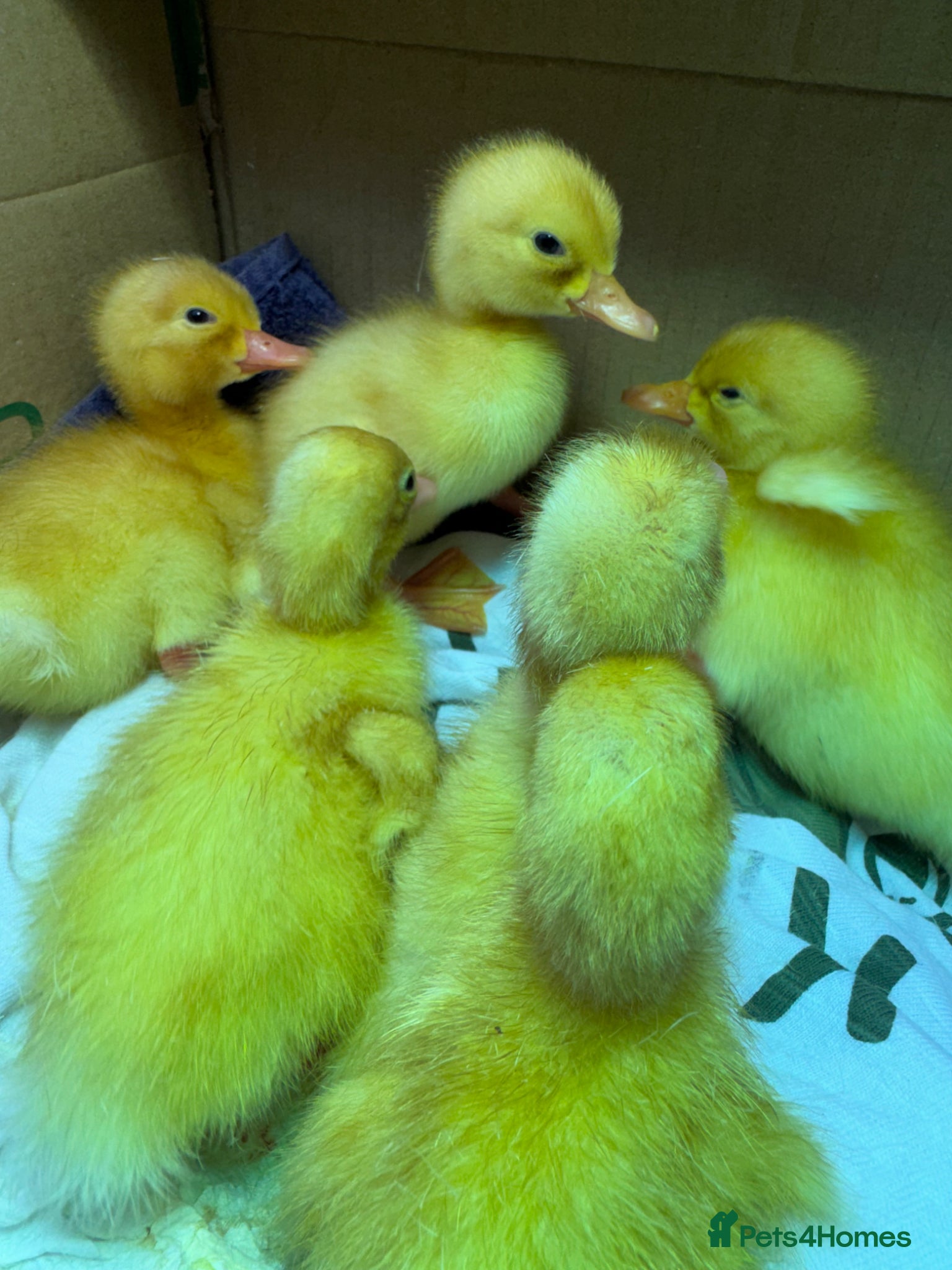 Ducks poultry Aylesbury Ducklings - Bristol Somerset - Advert 10