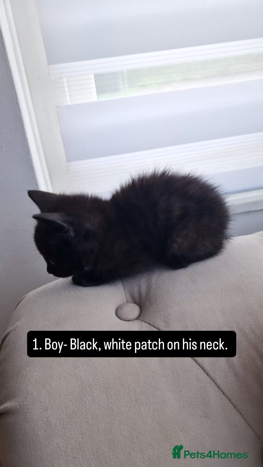 Mixed Breed cats for sale: Kittens - Image 2
