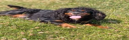 Cocker Spaniel dogs for sale: Working cocker spaniel puppies - Advert 3
