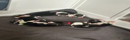 Welsh Corgi Pembroke dogs for sale: 6 beautiful corgi puppies in Rochester - Advert 5