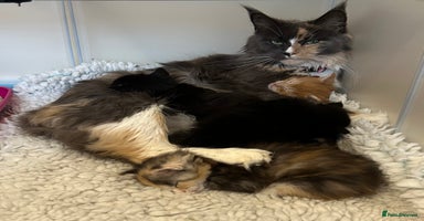 Maine Coon cats GCCF Reg. Maine Coon Kittens, great temperament  - Advert 13