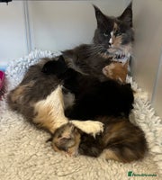 Maine Coon cats GCCF Reg. Maine Coon Kittens, great temperament - Advert 4