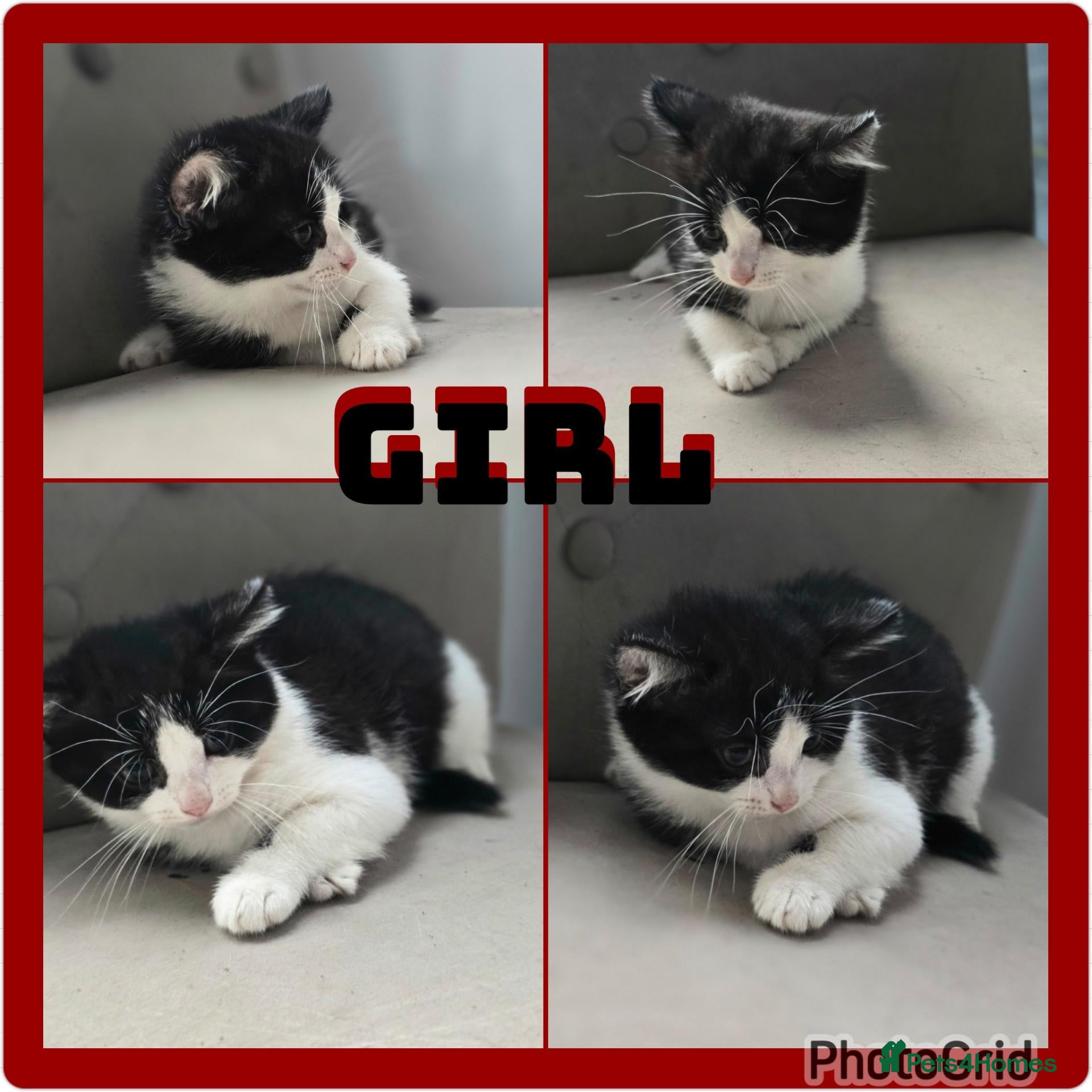 Mixed Breed cats X2 gorgeous kittens no more timewasters plz - Advert 14