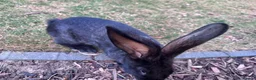 Continental Giant rabbits for sale: 8 Continental Giant Babies - Advert 15