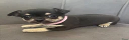 Chihuahua dogs for sale: KC Reg Chihuahua Pups - Advert 24