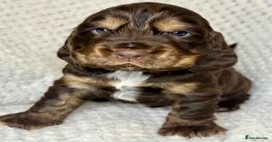 Cocker Spaniel dogs - Advert 15