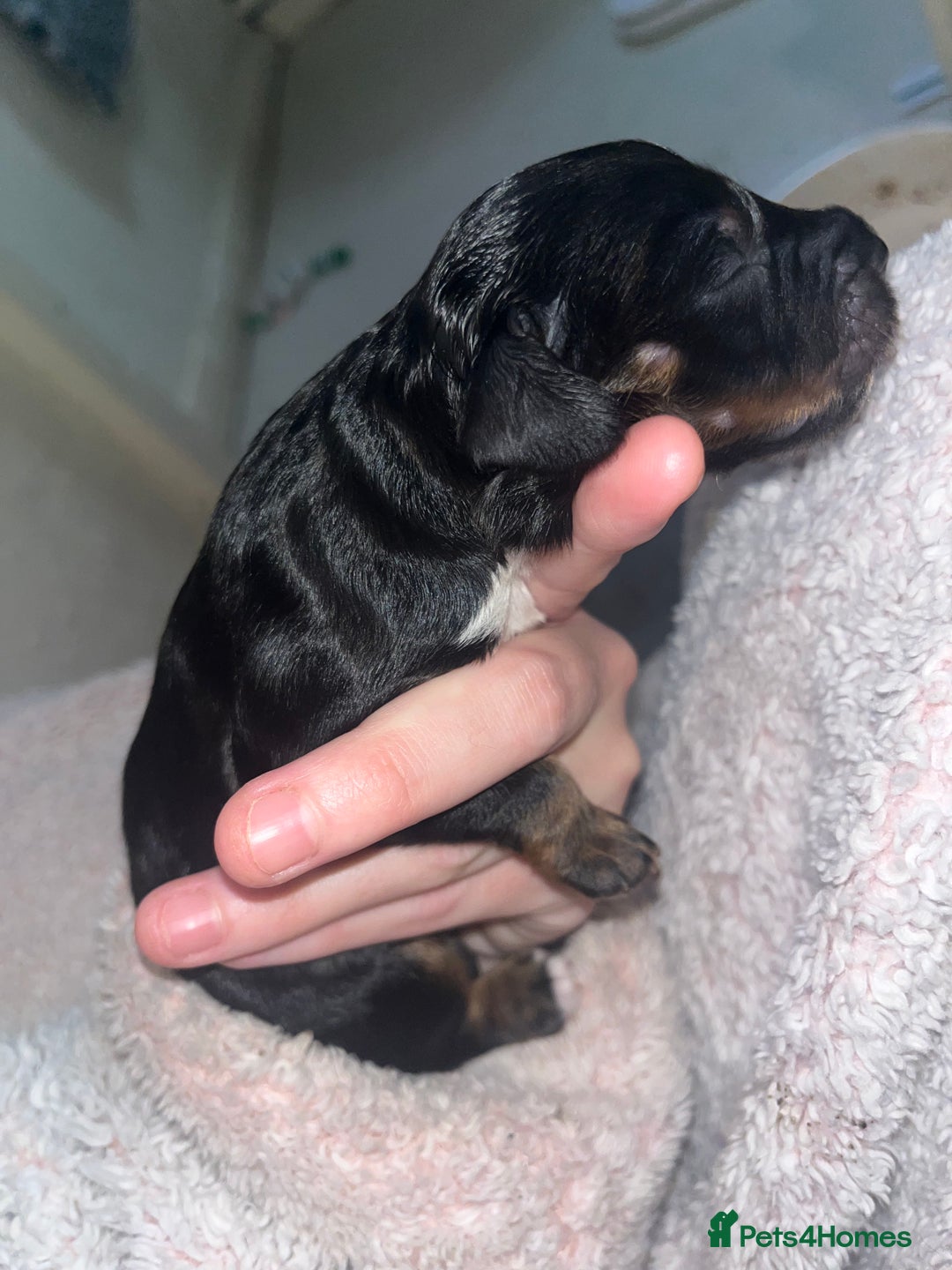 Sproodle dogs for sale: Sproodle puppies - Advert 11