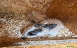 Mini Lop rabbits for sale: Mini Lops & Mini Lion Lops. Separate litters - Image 27