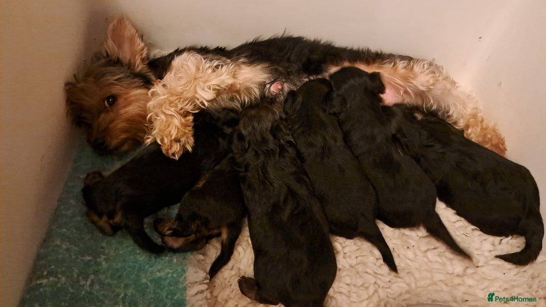 Yorkshire Terrier dogs for sale: Pedigree Yorkshire terrier puppy's  - Advert 4