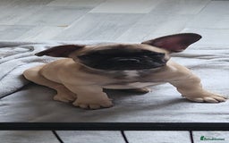 French Bulldog dogs for sale: 🐶3 french bulldogs left, price reduced £500🐶 - Image 7