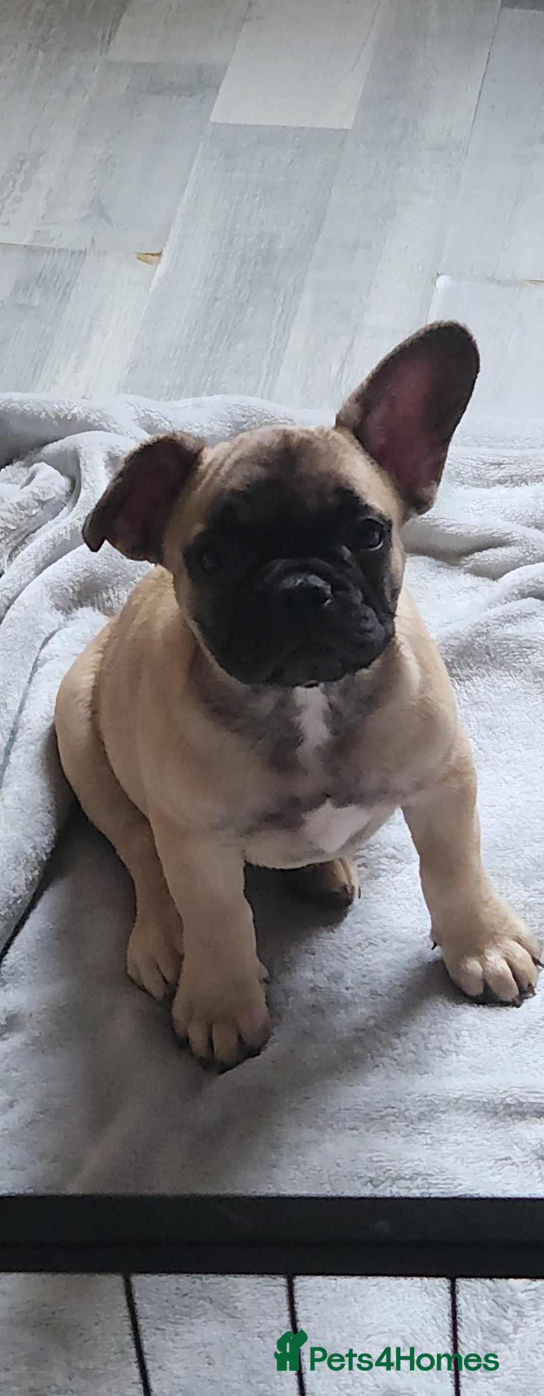 French Bulldog dogs for sale: 🐶3 french bulldogs left, price reduced £500🐶 - Image 7