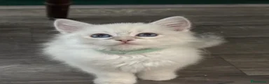 Siberian Kitten 4