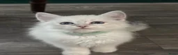 Siberian cats for sale: Siberian kittens  - Advert 6