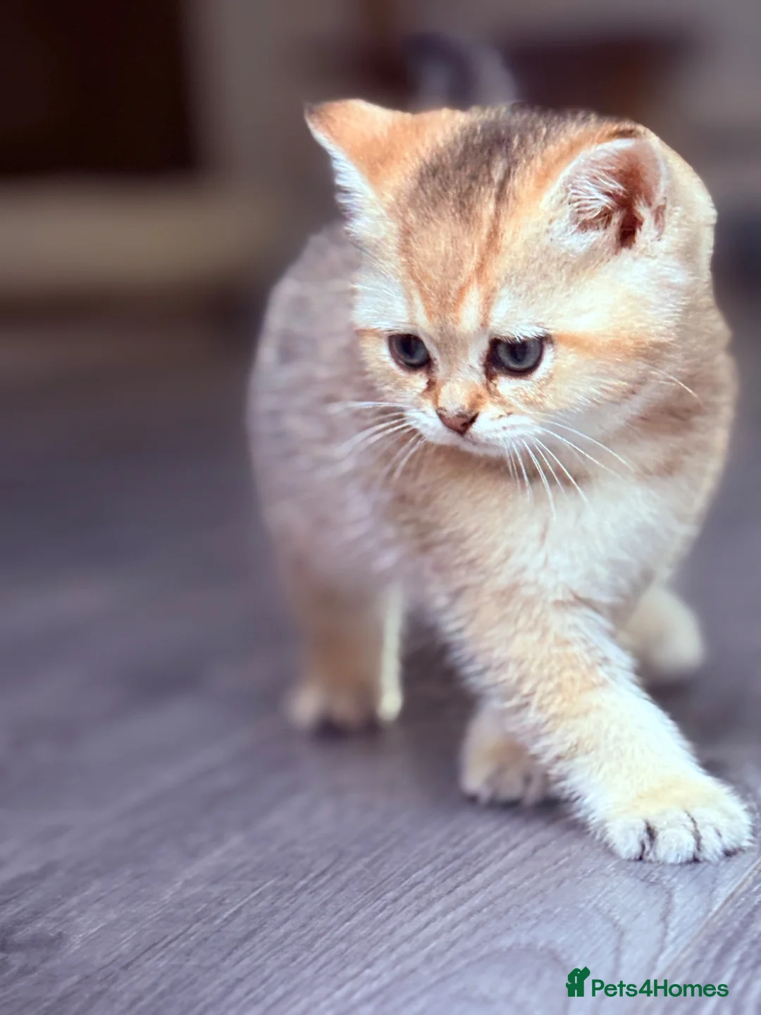 British Shorthair cats for sale: Ready Now /GCCF Golden BSH Kittens  - Advert 40