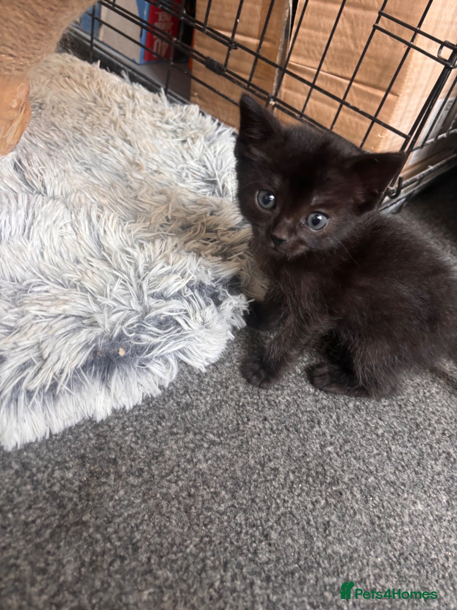 Mixed Breed Kitten 2